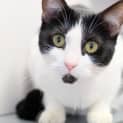 Photo of Moo Moo
