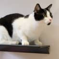 Photo of Moo Moo