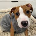 Photo of Stitch