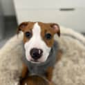 Photo of Stitch