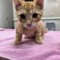 Photo of Ted And Murray(bonded)meet Us At Petstock Milperra