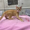 Photo of Ted And Murray(bonded)meet Us At Petstock Milperra