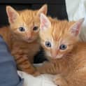 Photo of Ted And Murray(bonded)meet Us At Petstock Milperra