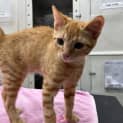 Photo of Ted And Murray(bonded)meet Us At Petstock Milperra