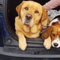Photo of Chipper & Ted
