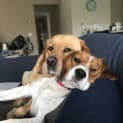 Photo of Chipper & Ted