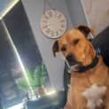 Photo of Luna