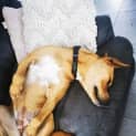 Photo of Luna