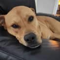 Photo of Luna