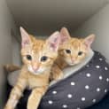 Photo of Ted And Murray(bonded)meet Us At Petstock Milperra