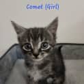 Photo of Comet