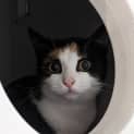 Photo of Luna