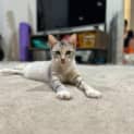 Photo of Leia