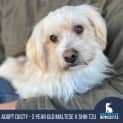 Photo of Dusty   3 Year Old Maltese X Shih Tzu (Trial)