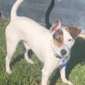 Photo of Ivor 2 Year Old Foxy X Jack Russell (Trial)