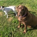 Photo of Ivor 2 Year Old Foxy X Jack Russell (Trial)