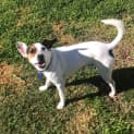 Photo of Ivor 2 Year Old Foxy X Jack Russell (Trial)