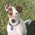 Photo of Ivor 2 Year Old Foxy X Jack Russell (Trial)