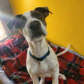 Photo of Huxley