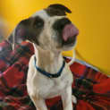 Photo of Huxley