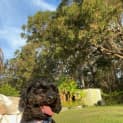 Photo of Lulu   10 Month Old Cavoodle (Trial)