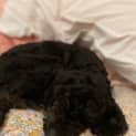 Photo of Lulu   10 Month Old Cavoodle (Trial)