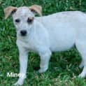 Photo of Miney
