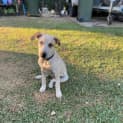 Photo of Peanut