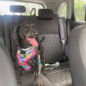 Photo of Lulu   10 Month Old Cavoodle (Trial)