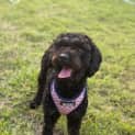 Photo of Lulu   10 Month Old Cavoodle (Trial)