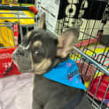Photo of Bluey