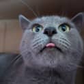 Photo of Ned
