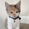 Photo of Duchess