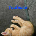 Photo of Toulouse