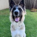 Photo of Sultana