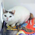 Photo of Cleo