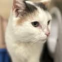 Photo of Cleo