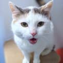 Photo of Cleo
