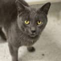 Photo of Bluey