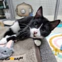 Photo of Socks