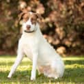 Photo of Buddy