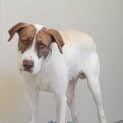 Photo of Buddy