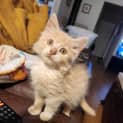 Photo of Taco