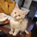 Photo of Taco