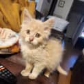Photo of Taco