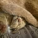 Photo of Taco