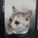 Photo of Millie