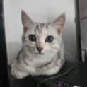 Photo of Millie