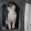 Photo of Nala