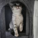 Photo of Nala